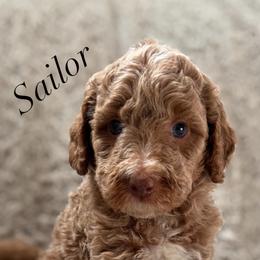 Sailor - Cream male Goldendoodle puppy in Escalon, California from Miley&Co.