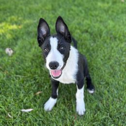 Bosco - Black and white male Border Collie puppy in Centerville, Washington from Forthright Farms
