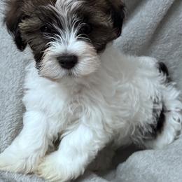 Aspen - Black and white male Havanese puppy in Lawrenceville, Georgia from Alchemy Havanese