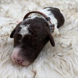 Churro - Parti male Poodle puppy in Otto, North Carolina from Wild Suns Farm