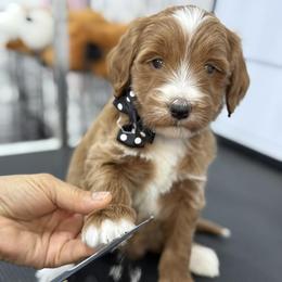 Yukon -Gray collar male - Red  male Goldendoodle puppy in Yuciapa, California from AlltheDoodlez_