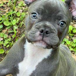French Bulldog All Grown Up from Hogue's Family Frenchie's
