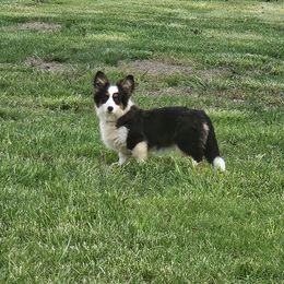 Ollie - Black and white female American Corgi puppy in Bland, Missouri from Shadey Lane Corgis