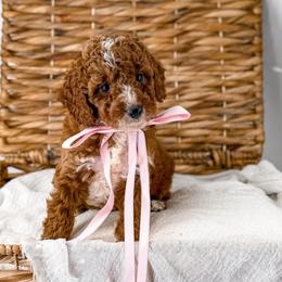 It's The Little Things- Candle Light - Red  female Goldendoodle puppy in Russell Springs, Kentucky from Milk & Honey Doodles