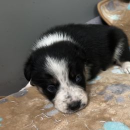 Mercury blue collar - Tri-color male Border Collie puppy in Crawfordsville, Indiana from Rescued Dreams Border Collies