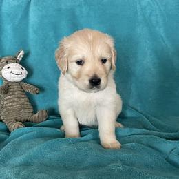 Percy - Light golden male Golden Retriever puppy in Ennis, Texas from Amberidge Golden Retrievers