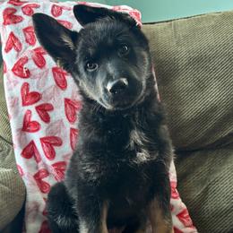 Pink Girl - Black and tan female German Shepherd puppy in Ashland, Ohio from Peachy Puppies
