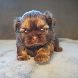Shih Tzu All Grown Up from LiL SHiHTZ