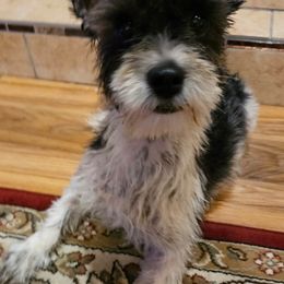 Remi - Yorkshire Terrier