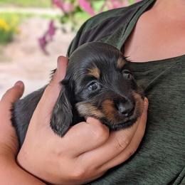 Milo - Black and tan male Dachshund puppy in Danbury, New Hampshire from Maplewood Mountain Farm