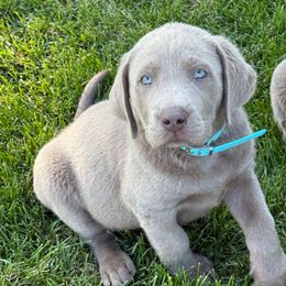 Silver male- blue - Silver male Dilute Retriever puppy in Teton County, Montana from East Front Labradors & Treasure State Schnauzers