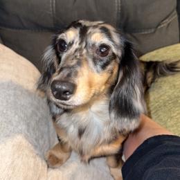 Iris - Dachshund