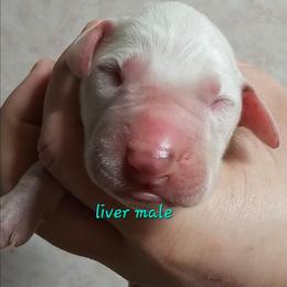 Green - White and liver brown male Dalmatian puppy in Conrath, Wisconsin from JSF Dalmatians LLC