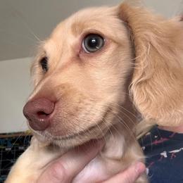 April - Cream female Dachshund puppy in Nampa, Idaho from 208 Wiener Wiggle Butts LLC