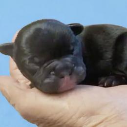 Black male - Black male French Bulldog puppy in Clifton, Texas from Blue Ribbon French Bulldogs