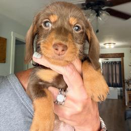 Poppie - Chocolate and tan female Dachshund puppy in Alva, Florida from Salty C's Dachshunds