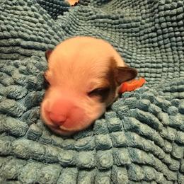Boy 1 - male Pembroke Welsh Corgi puppy in Palm Bay, Florida from Space Coast Corgi