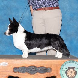 Squire - Cardigan Welsh Corgi