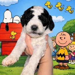 White collar - Black and white female Bernedoodle puppy in Mckenzie, Tennessee from Small Town Doodles & Poodles