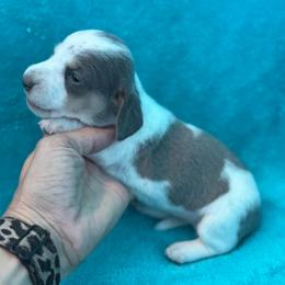 Blue Bonnet - Gray (blue) and cream female Dachshund puppy in Lincoln, Arkansas from Red Dirt Dachshunds