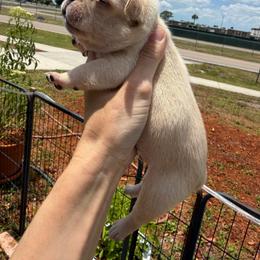 Yellow collar - Cream male French Bulldog puppy in Port Charlotte, Florida from Cloud Nine Ranch Bullies