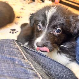 Elizabeth - Black and white female Border Collie puppy in Franklin, Maine from Broad Meadow Borders