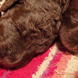 Poodle Puppies from Sue's Poodles and Doodles