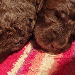 Poodle Puppies from Sue's Poodles and Doodles