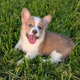 Bo - Blue male Pembroke Welsh Corgi puppy in Bridge City, Texas from Disco Corgis