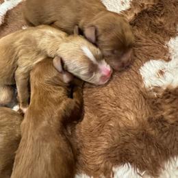 Puppy Pick 5 - Red female Cavapoo puppy in Vineyard, Utah from Pitter Patter Puppies