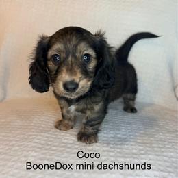 Coco - Brindle female Dachshund puppy in Lexington, Oklahoma from BooneDox Miniature Dachshunds