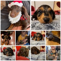 Dachshund Puppies from It's Mini Wieners Baby