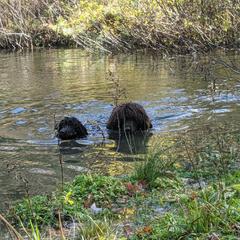 Irish Water Spaniel and Manchester Terrier Puppies from Coltsfoot Farm