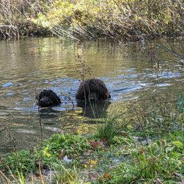 Irish Water Spaniel and Manchester Terrier Puppies from Coltsfoot Farm