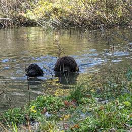 Irish Water Spaniel and Manchester Terrier Puppies from Coltsfoot Farm