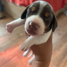 Chocolate Pie - Piebald male Dachshund puppy in Yuba City, California from The Navarro Furbabies