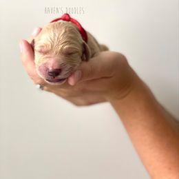 Goldendoodle Puppies from Winnie at Haven's Doodles