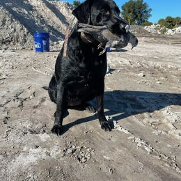 Labrador Retriever Puppies from PSJ Puppies and Families, American AKC Labrador Retrievers