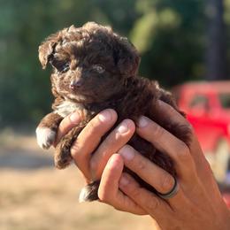 Marshall - Brown and white male Aussiedoodle puppy in Timpson, Texas from Double S Kennel
