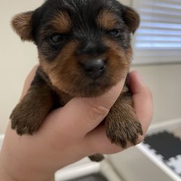 Yorkshire Terrier Puppies from Suttons Yorkies