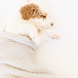 Goldendoodle Puppies from Dashing Doodle Pups