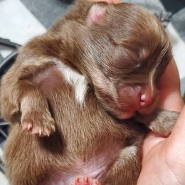 Pomsky puppies from The Pomsky Palace