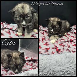 Gin - Agouti and white female Siberian Husky puppy in Bloomfield, Indiana from Paiges lil huskies