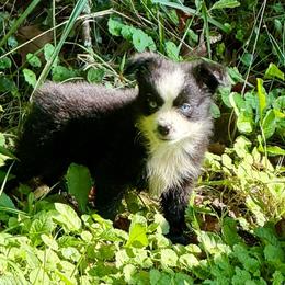 Boone - Black & white male Miniature Australian Shepherd puppy in Patterson, North Carolina from DreamLine Aussies