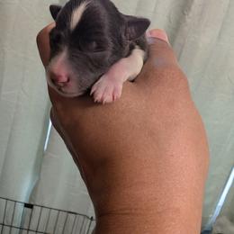 Donatello (Donnie) - Parti male Miniature Schnauzer puppy in Paris, Texas from Black Star Farm