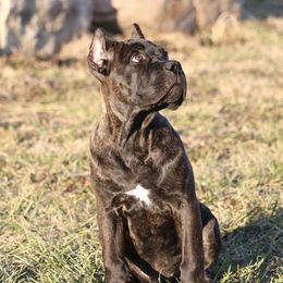 Cane Corso Puppies from PhogHaven Cane Corso