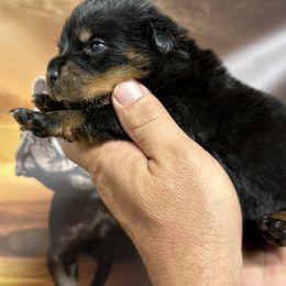 Girl - Black and mahogany female Rottweiler puppy in Lyons, Indiana from White River Rottweilers