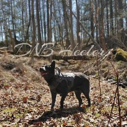 Jemma - Australian Cattle Dog