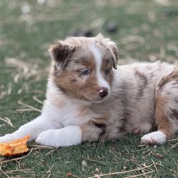 Pumpkin - Red merle male Australian Shepherd puppy in Franktown, Colorado from Double NB Livestock LLC