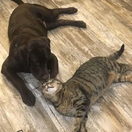 Labrador Retriever Puppies from Bear Bones Labradors